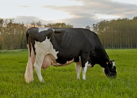 Vaca prat