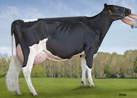 Vaca