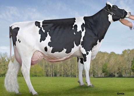 Vaca expo 2
