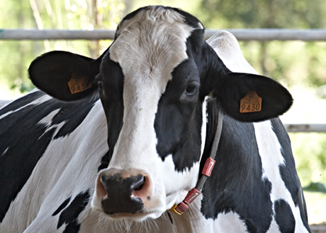 Vaca asseguda