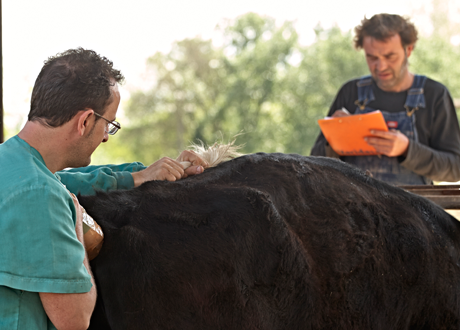 Veterinari